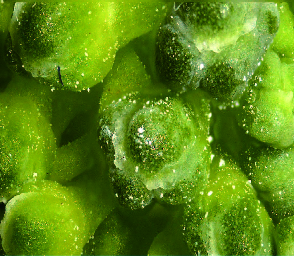 綠色花椰菜