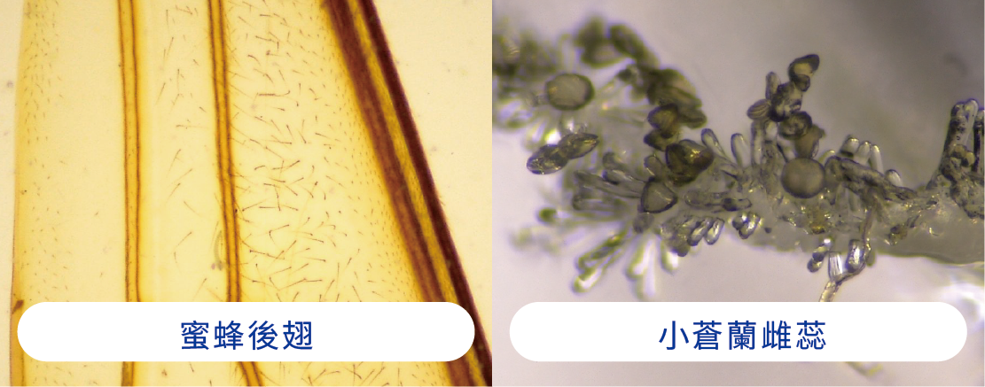 生物與植物